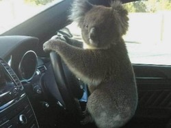 Oh Tidak, Seekor Koala Sebabkan Kemacetan Panjang di Australia