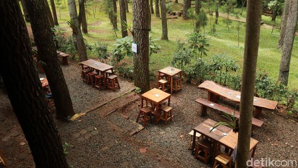 Foto Tempat Ngopi Adem di Bandung, Mejanya di Bawah Pohon Pinus