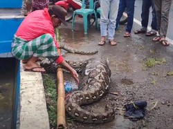 Ngeri! Penampakan Ular Piton 7 Meter Habis Makan Anak Sapi