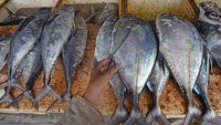 Konsumi Ikan Nasional Terus Meningkat