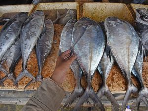 Konsumi Ikan Nasional Terus Meningkat