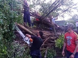 Angin Kencang, Pohon Tua-Tiang Listrik Depan RS Tentara Kota Ambon Tumbang
