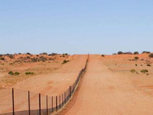 Tanpa Kehadiran Anjing Liar, Lahan Pertanian di Australia Lebih Tandus