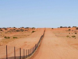 Tanpa Kehadiran Anjing Liar, Lahan Pertanian di Australia Lebih Tandus