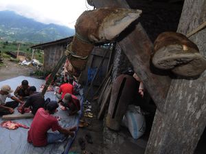 Warga Kaki Gunung Merapi Gelar Tradisi Potong Sapi