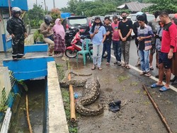 Ular Piton 7 Meter Ditangkap Warga Usai Mangsa Anak Sapi di Maros Sulsel