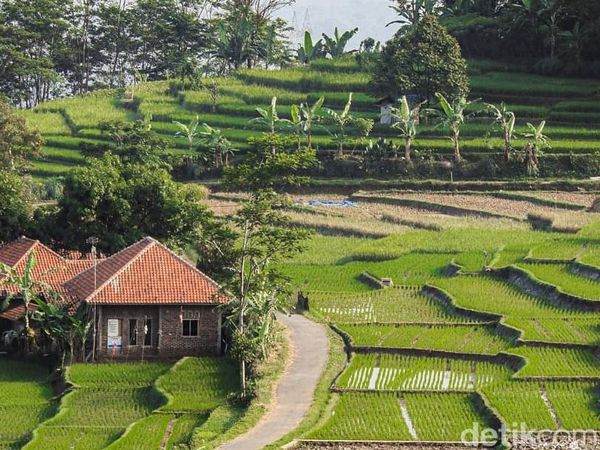 Foto: Ciboer Pass, Sawah Fotogenikmu Selanjutnya