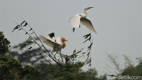 Melihat Lebih Dekat Kampung Blekok di Kota Bandung
