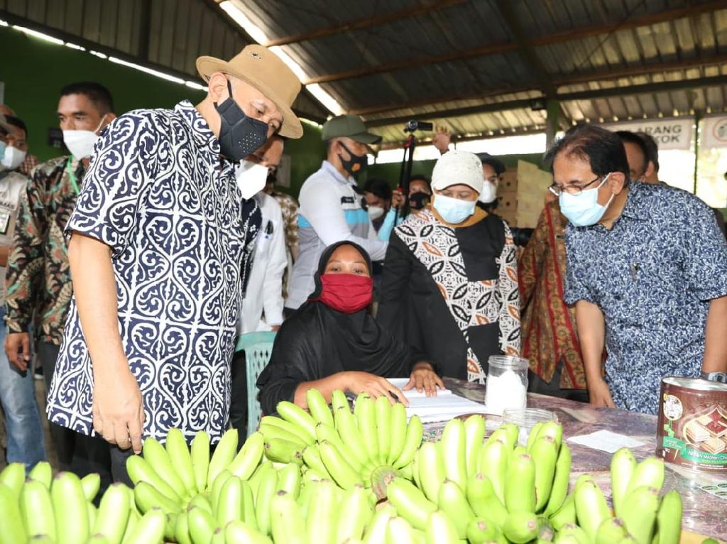 Ekspor Pisang 64 Ton/Bulan, Koperasi di Lampung Dipuji Menkop UKM Ekspor Pisang 64 Ton/Bulan, Koperasi di Lampung Dipuji Menkop UKM