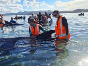 Kabar Baik, 40 Paus Terdampar di Selandia Baru Berhasil Diselamatkan
