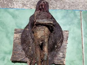 Heboh Temuan Jenglot Bertaring-Berambut Panjang di Makam Keramat Kudus Heboh Temuan Jenglot Bertaring-Berambut Panjang di Makam Keramat Kudus
