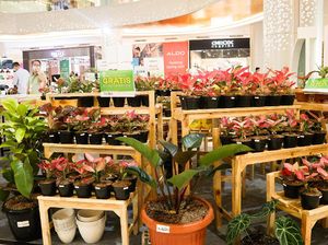 Tambah Koleksi Tanaman Hias, Datang ke Trans Studio Mall Cibubur Yuk!