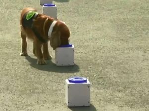 Melihat Pelatihan Anjing Pelacak Covid-19 di India