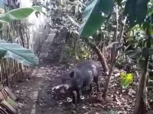 Babi Hutan Masuk Perkampungan-Seruduk Warga di Bayongbong Garut