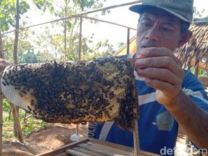 Petani Cirebon Sulap Lahan Kritis Jadi Tempat Budi Daya Lebah Madu Petani Cirebon Sulap Lahan Kritis Jadi Tempat Budi Daya Lebah Madu
