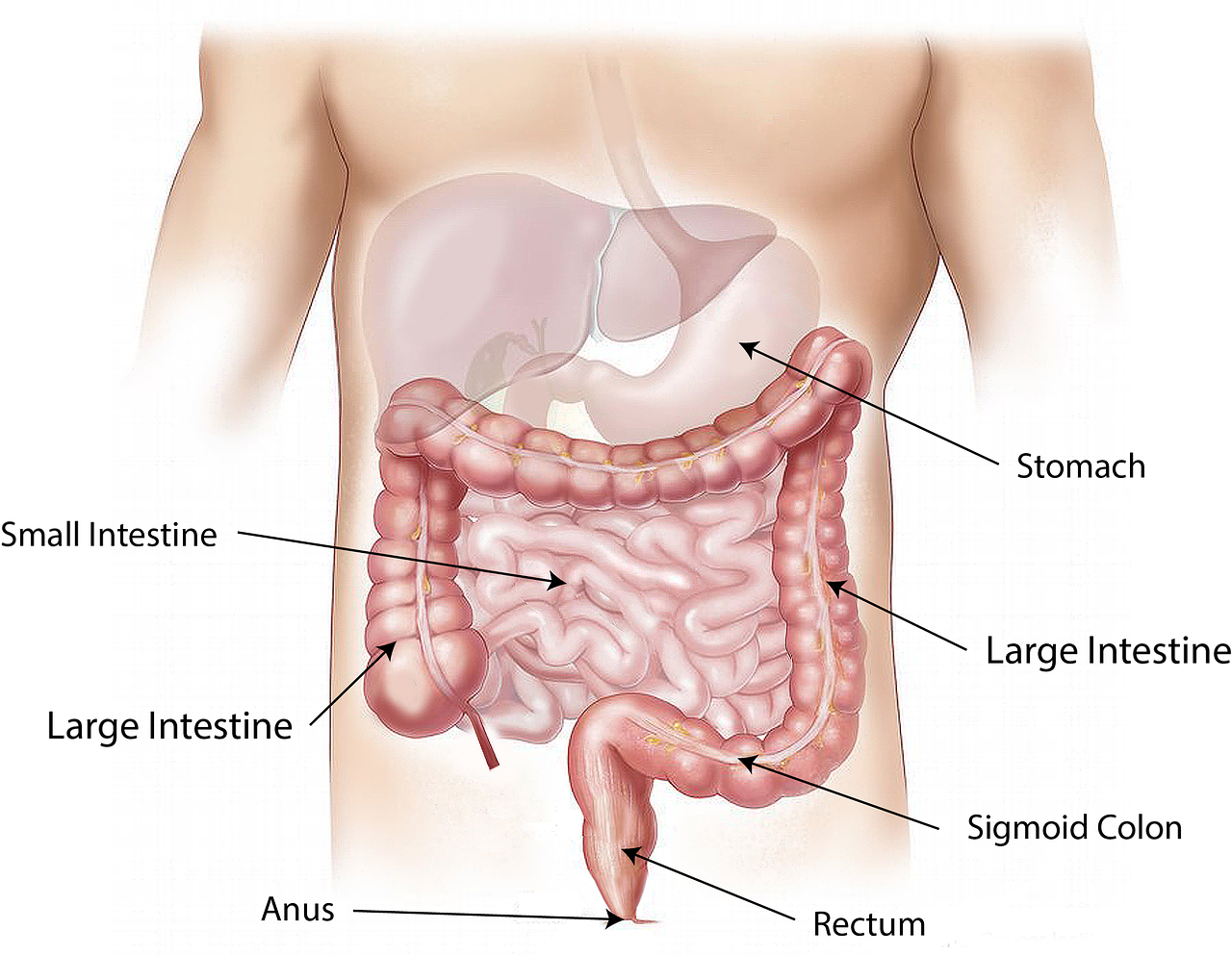 intestine illustration