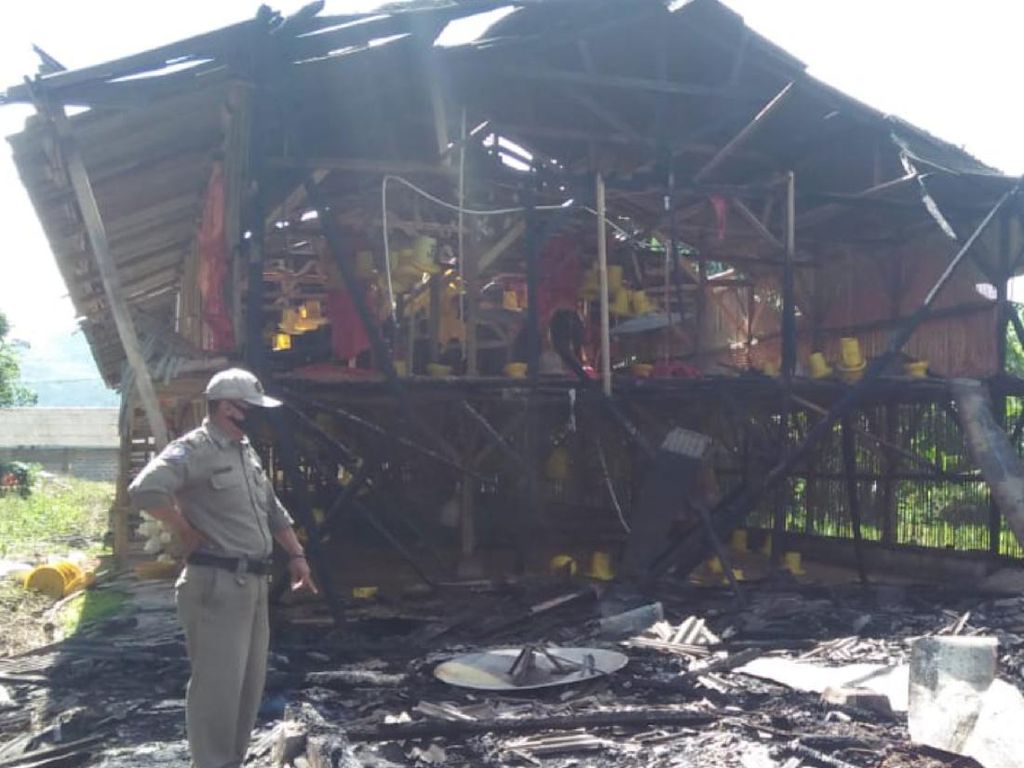 Kandang Peternak Terbakar di Sukabumi, 600 Ayam Mati Terpanggang Kandang Peternak Terbakar di Sukabumi, 600 Ayam Mati Terpanggang