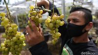 Wuih, Ada Kebun Anggur di Duren Sawit Jakarta