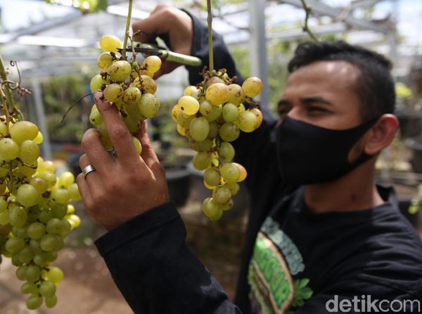 Wuih, Ada Kebun Anggur di Duren Sawit Jakarta