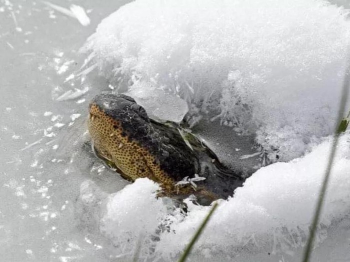 Moncong aligator bermunculan di lapisan es