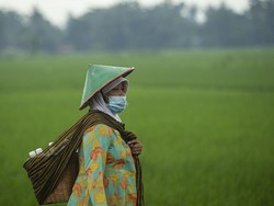 Cerita Perjuangan Perempuan Dusun Kiringan Jaga Warisan Jamu Leluhur