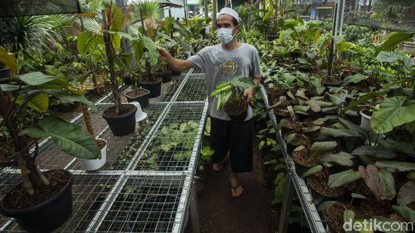 Penjualan Tanaman Hias Masih Menggiurkan