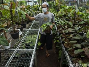 Penjualan Tanaman Hias Masih Menggiurkan Penjualan Tanaman Hias Masih Menggiurkan
