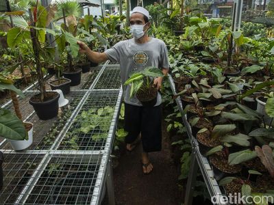 Penjualan Tanaman Hias Masih Menggiurkan