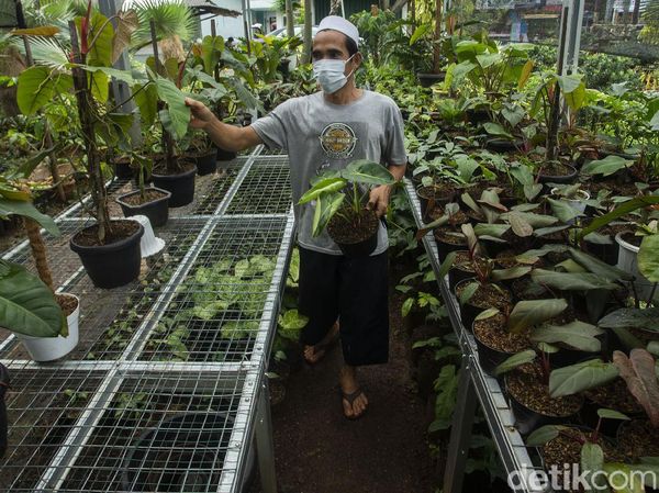 Penjualan Tanaman Hias Masih Menggiurkan