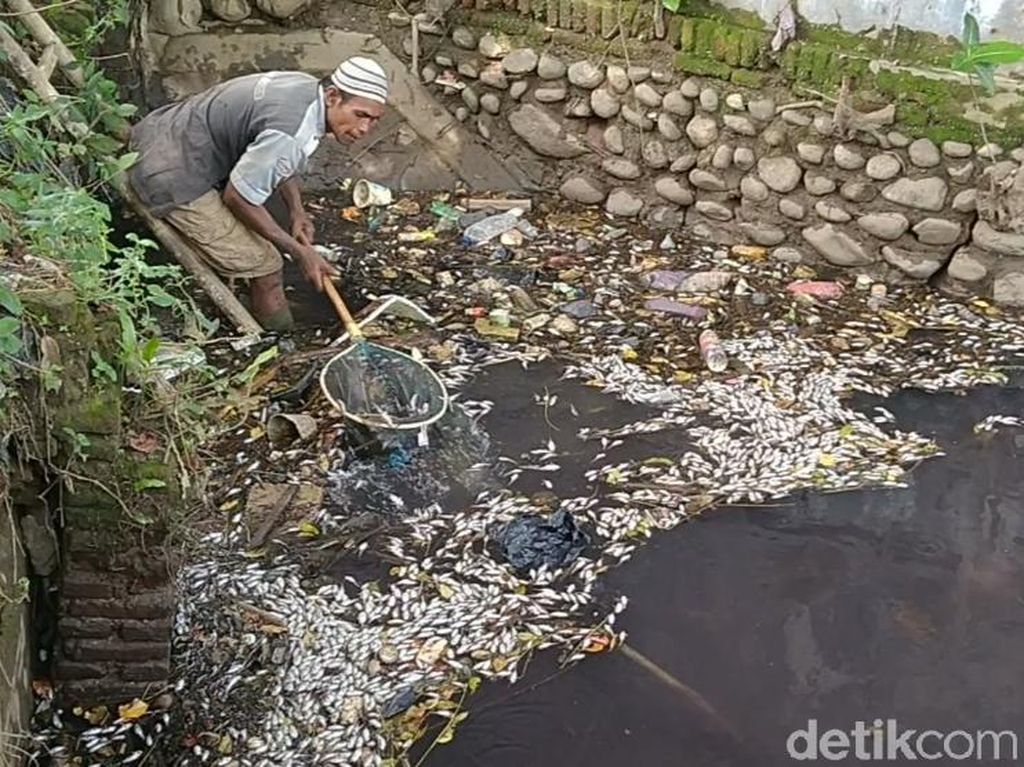 Ribuan Ikan di Sungai Sengkarang Pekalongan Mendadak Mati, Ada Apa? Ribuan Ikan di Sungai Sengkarang Pekalongan Mendadak Mati, Ada Apa?
