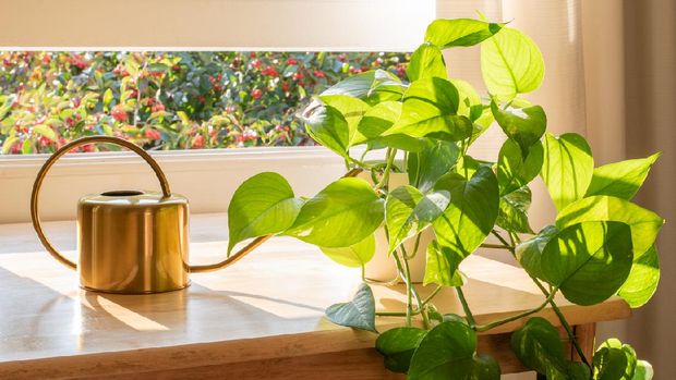 Indoor Golden pothos houseplant next to a watering can in a beautifully designed home interior.