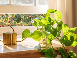 Tak Selalu Positif, 4 Tanaman Ini Bisa Bawa Sial Jika Ditanam di Rumah