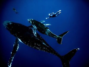 Potret Jagoan Freediving Beraksi dengan Anggun di Bawah Air Potret Jagoan Freediving Beraksi dengan Anggun di Bawah Air