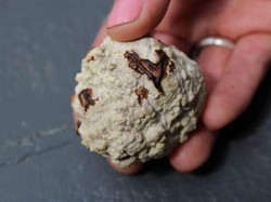 Sempat Senang Bakal Kaya Gegara Ambergris, Eh Ternyata Bukan