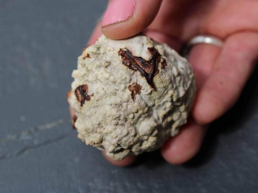Sempat Senang Bakal Kaya Gegara Ambergris, Eh Ternyata Bukan Sempat Senang Bakal Kaya Gegara Ambergris, Eh Ternyata Bukan