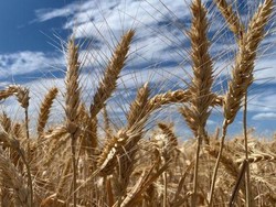 Di Tengah Pandemi COVID-19, Penghasilan Petani Australia Justru Meningkat