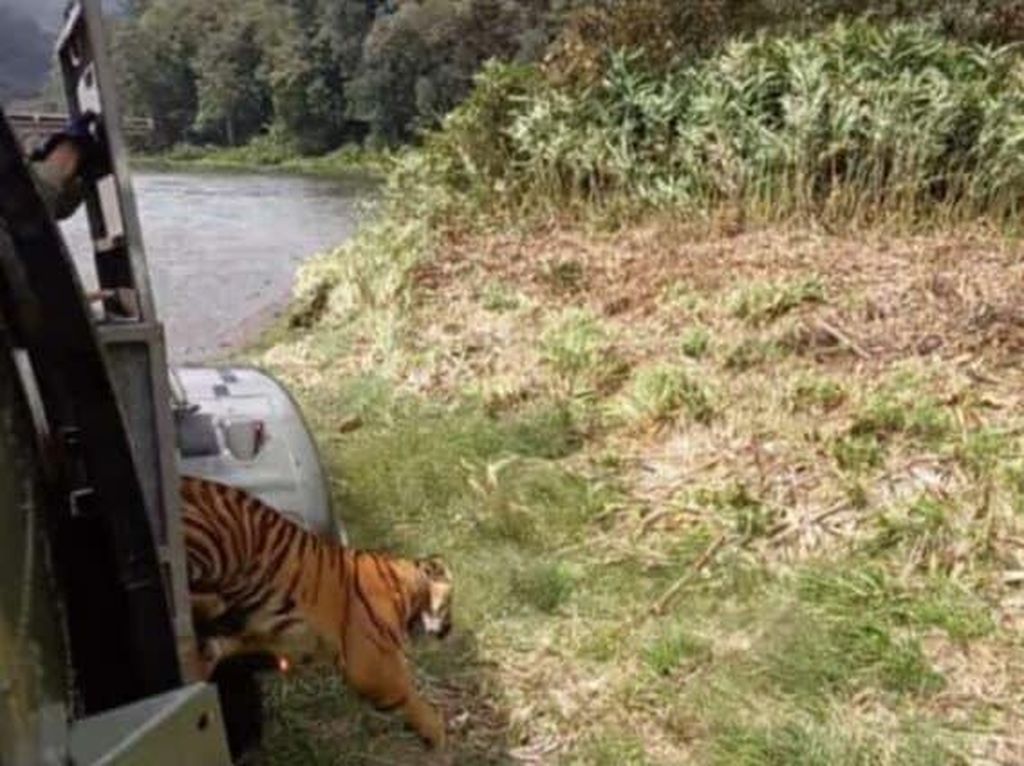 Harimau Betina Numpang Heli TNI AU Pulang ke Hutan Sumatera