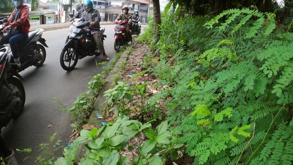 Parah! Trotoar di Perbatasan Tangsel-DKI Ini Dipenuhi Tanaman Liar-Sampah