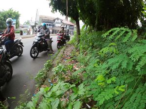 Parah! Trotoar di Perbatasan Tangsel-DKI Ini Dipenuhi Tanaman Liar-Sampah