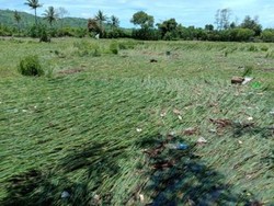 65 Hektare Lahan Padi Terdampak Akibat Banjir Bandang di Dompu NTB
