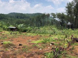 Tolong! Pak Kasilun Hilang Diduga Saat Cari Kayu di Hutan Pinus Banyumas