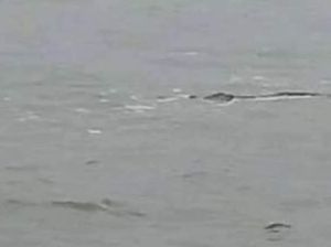 Geger Penampakan Diduga Buaya di Kawasan Pantai Jayanti Cianjur