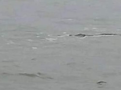 Geger Penampakan Diduga Buaya di Kawasan Pantai Jayanti Cianjur