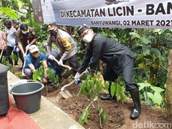 Antisipasi Banjir di Perkotaan, Lereng Gunung Ijen Ditanami 1.000 Pohon