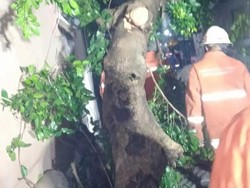 Pohon Tumbang di Surabaya Timpa 2 Warga Hingga Terhimpit dan Patah Tulang