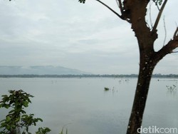 Ratusan Hektare Sawah Pangandaran Kebanjiran, Petani: Nggak Ada Solusi