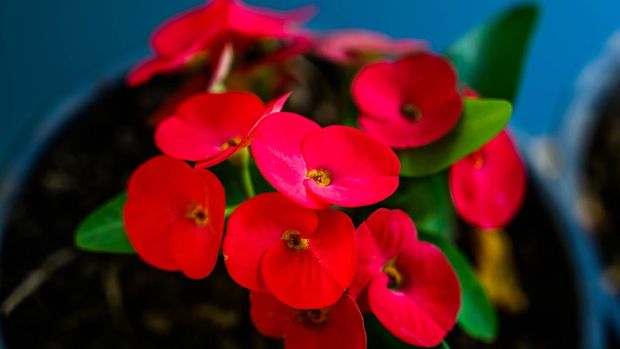 Close up of Red Christ Thorn Flower or Crown of thorns plant