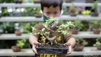 Warga Kampung Bali Berkreasi Positif lewat Tanaman Bonsai