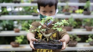 Warga Kampung Bali Berkreasi Positif lewat Tanaman Bonsai