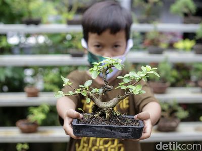 Warga Kampung Bali Berkreasi Positif lewat Tanaman Bonsai